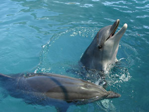 Delfiner i Alanya havn